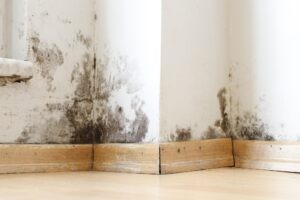 Mold Damage in House